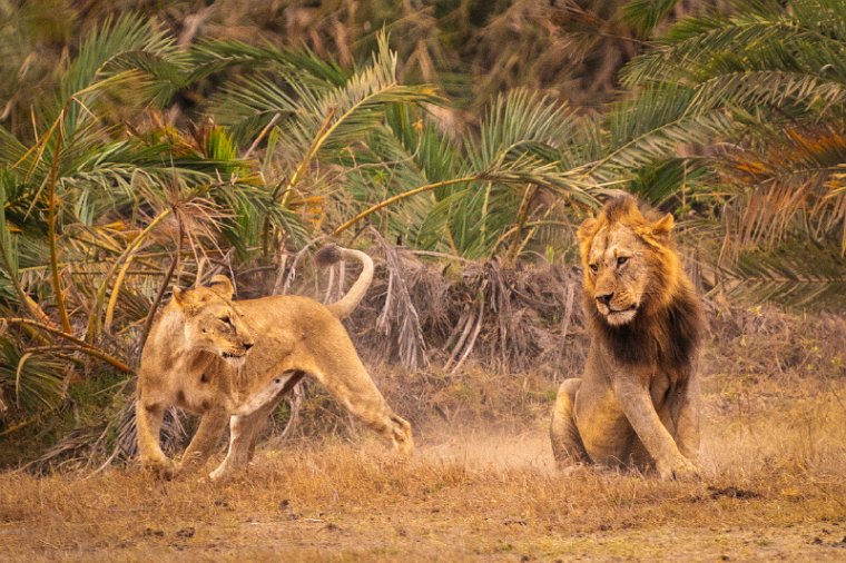 107 Amboseli Nationaal Park.jpg